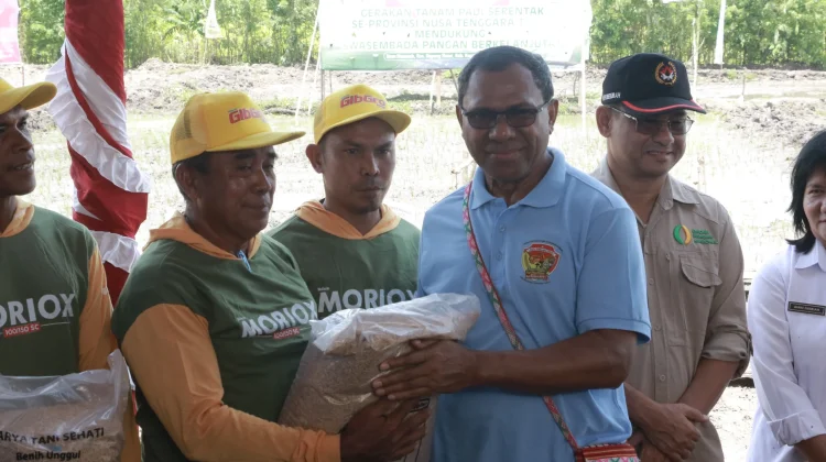 Wagub Dorong Sorgum Jagung Substitusi Beras NTT