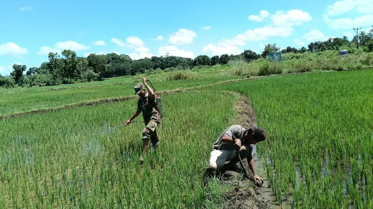 Babinsa Katikutana Dorong Petani Tingkatkan Swasembada  Pangan