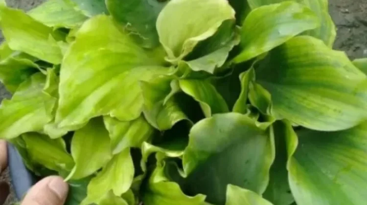 Daun Kencur: Ramuan Alami Kaya Khasiat Kesehatan
