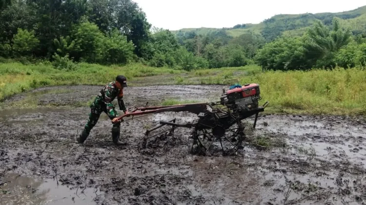 Babinsa Koramil Tabundung Bantu Petani Bajak Sawah