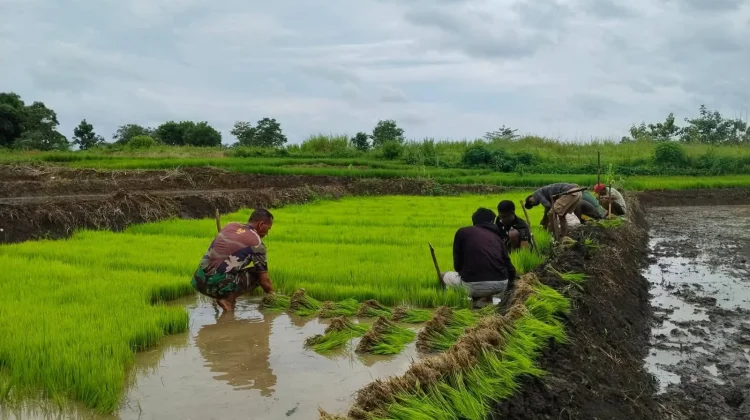 Babinsa Katikutana Bantu Petani Wujudkan Ketahanan Pangan