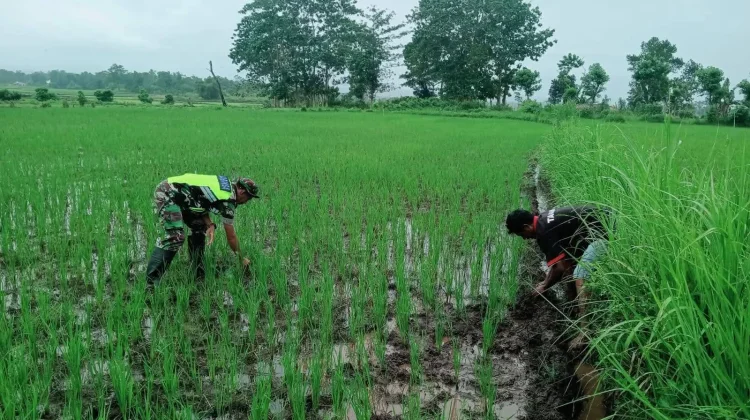 Babinsa Katikutana Dampingi Petani Tingkatkan Perawatan Padi Sawah