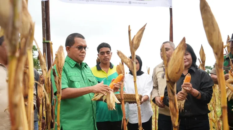 Dukung Ketahanan Pangan, Gubernur NTT Lakukan Panen Jagung