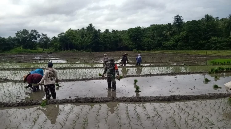 Babinsa Bantu Petani Oemataina Tebole