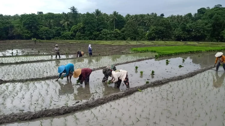 Babinsa Perkuat Gotong Royong Petani Tebole