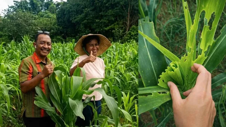 UPTD Laksanakan Evaluasi OPT UGF Jagung Fatukoa
