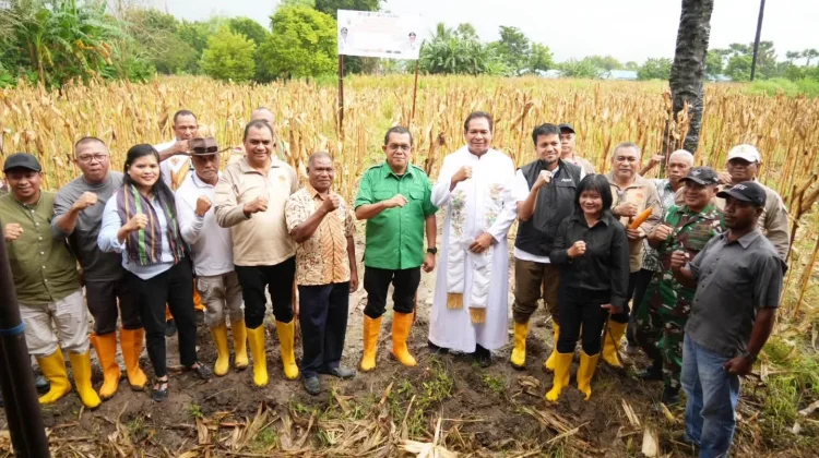 Gubernur Pimpin Panen Jagung Bersama di Naibonat