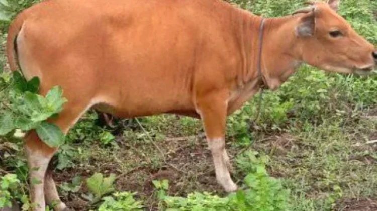 Prosedur Ketat Karantina Menjadi Syarat Mutlak Menjaga Kualitas Sapi Unggulan