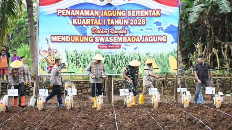 Dukung Swasembada Pangan Polda NTT Tanam 200 Hektar Jagung