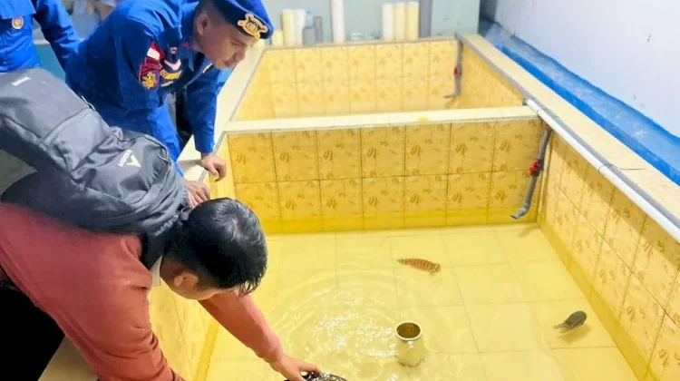 Penyelamatan Penyu Sisik di Perairan Labuan Bajo