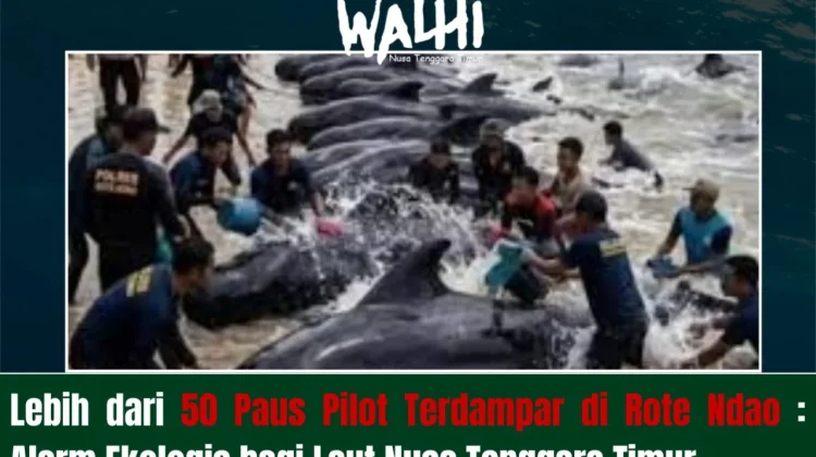 Terdamparnya Puluhan Paus Pilot di Rote, Peringatan Ekologis Laut NTT