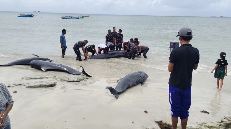 Cuaca Buruk Diduga Sebabkan Paus Terdampar