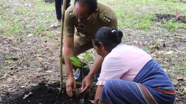 Bupati dan Wakil Bupati Tanam Kopi Robusta Sumba
