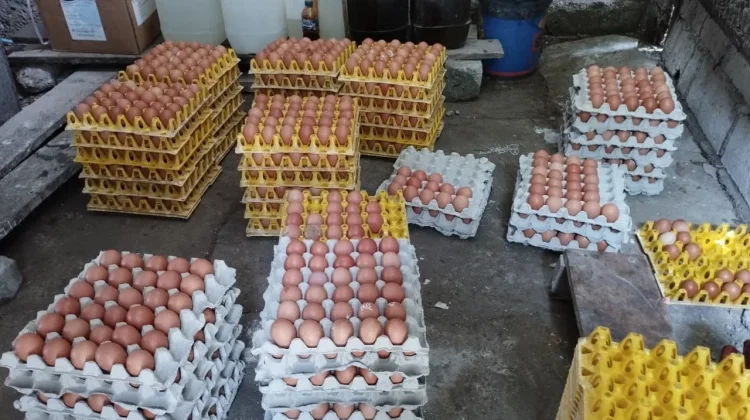 Stok Telur Peternak Kabupaten Kupang Terbatas jelang Lebaran