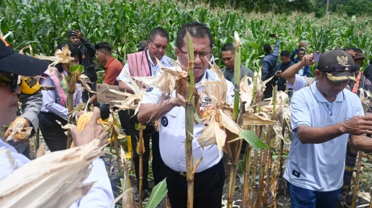 Bupati Kupang Panen Perdana Jagung di Desa Silu
