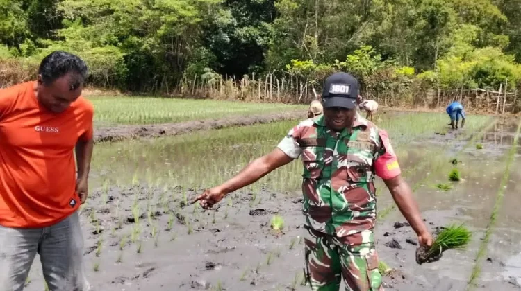 Babinsa Koramil Pahunga Lodu Dampingi Petani Tanam Padi