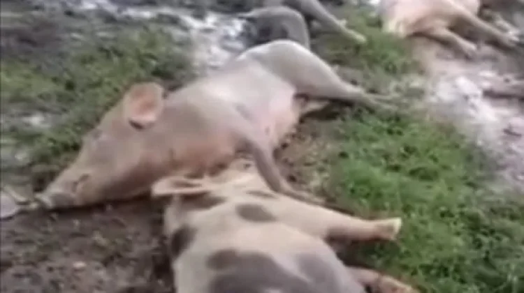 Virus ASF Kembali Serang Ternak Babi di Sumba Barat