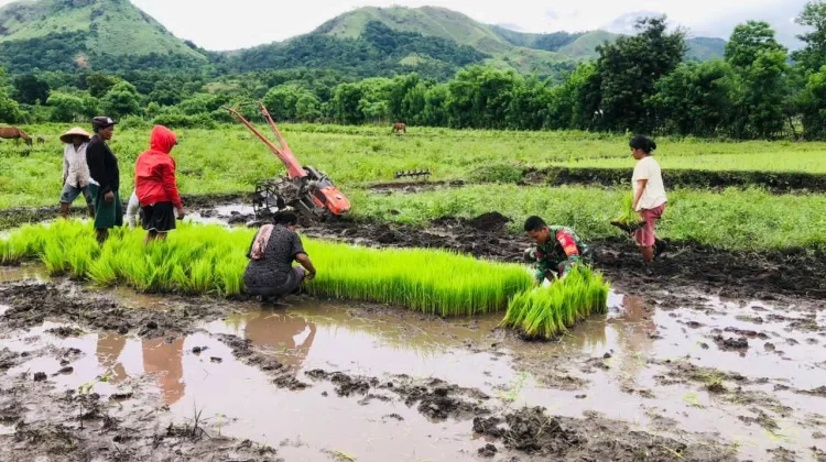 Babinsa Koramil 06/Karera Monitoring Wilayah Bantu Warga Cabut Bibit Padi