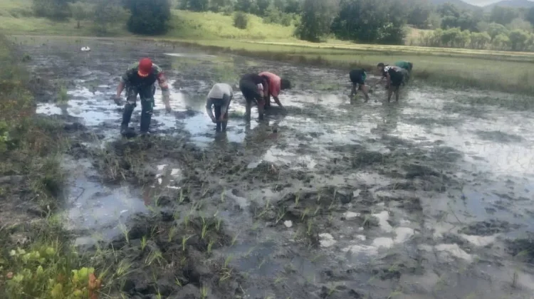 Babinsa Koramil 06/Karera Aktif Dampingi Petani Wujudkan Swasembada Pangan