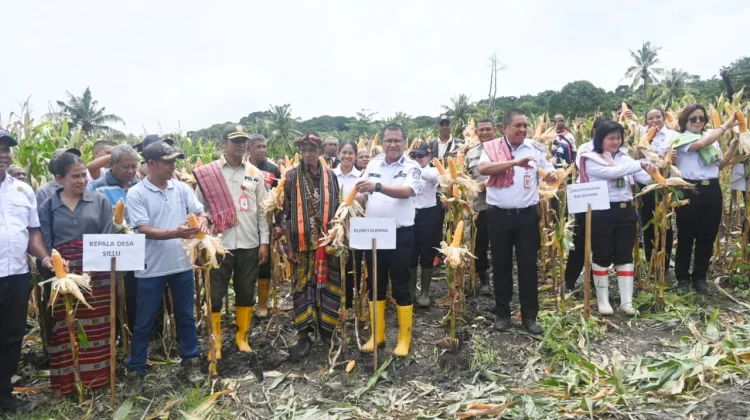 Panen Perdana Jagung di Desa Silu Hasilkan 40 Ton