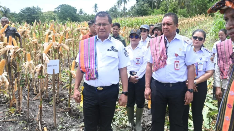 Dana Desa Dorong Ketahanan Pangan Melalui Pertanian Jagung