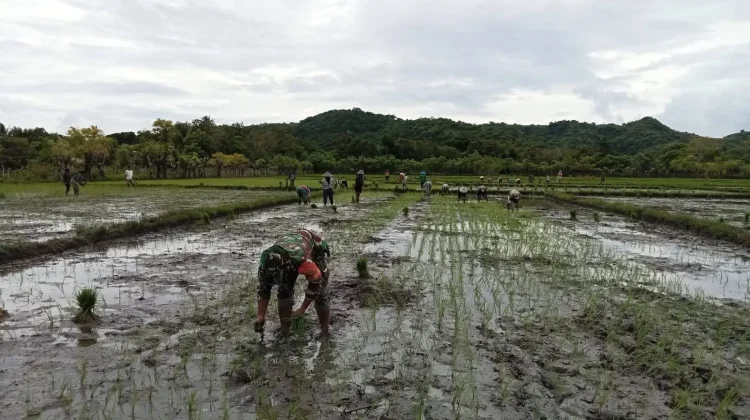 Babinsa Karera Dampingi Petani Tanam Padi di desa Ananjaki