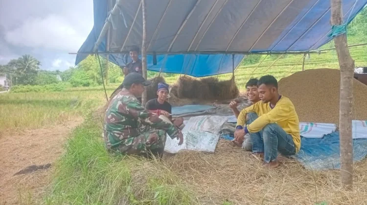 Babinsa Loli Dorong Petani Perkuat Ketahanan Pangan