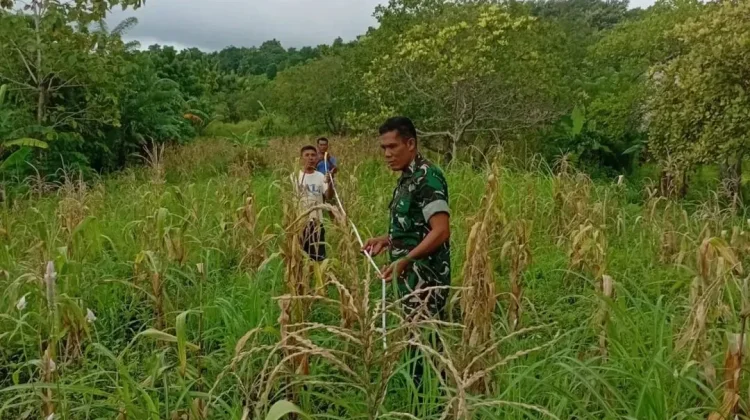 Babinsa Laratama Motivasi Petani Jagung Tingkatkan Kesejahteraan Warga
