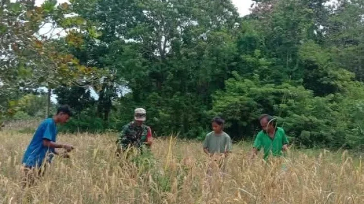 Babinsa Walakaka Turun Bantu Warga Panen Padi