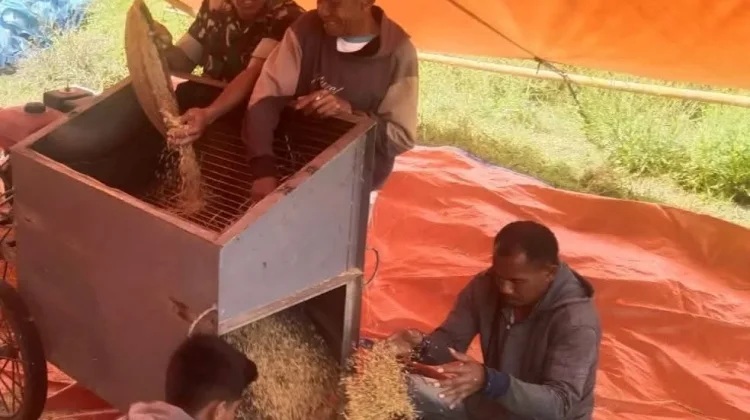 Babinsa Loli Perkuat Ketahanan Pangan Bersama Warga Sumba