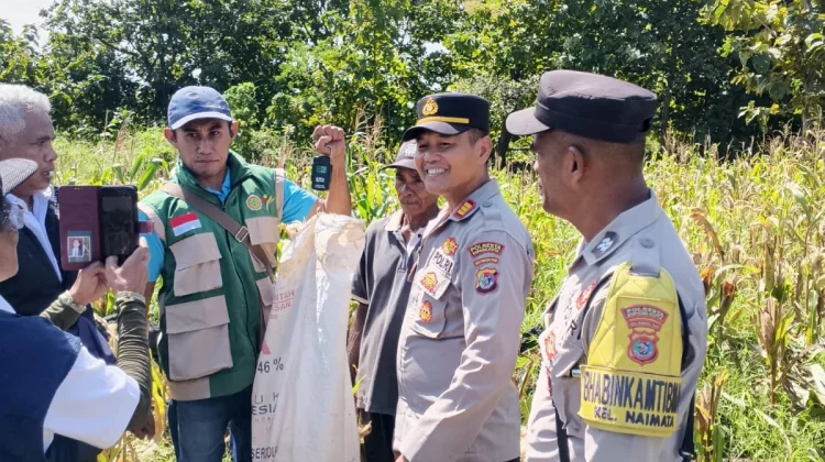 Kapolsek Maulafa Panen Raya Jagung di Dua Kelurahan