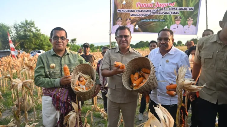 Panen Jagung Amarasi Selatan Tunjukkan Potensi Pertanian Besar
