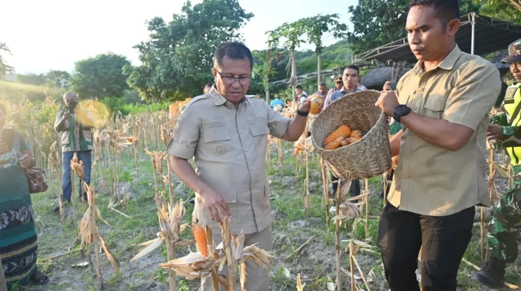 Bupati Kupang Jamin Harga Jagung, Petani Didorong Produksi