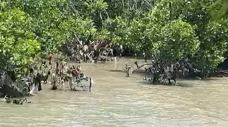 Krisis Sampah Ancam Kelestarian Mangrove di Kota Kupang