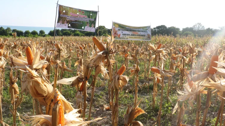 Gubenur NTT Dorong Petani Tingkatkan Nilai Tambah