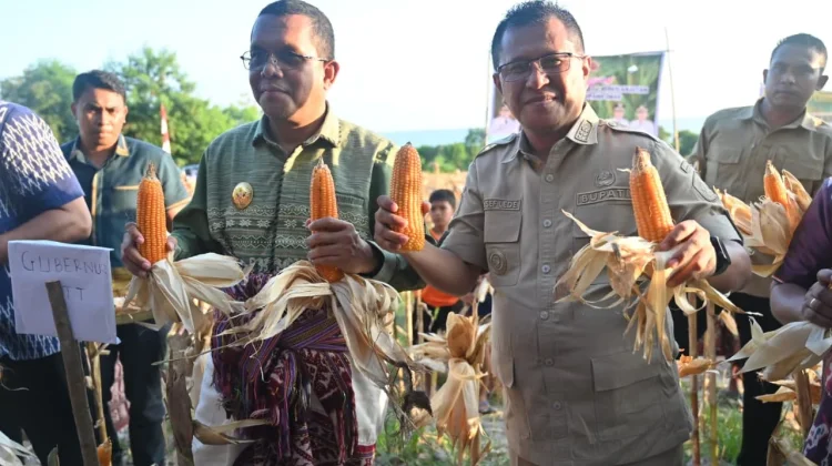 Panen Jagung di Amarasi Selatan, Bupati Kupang Apreasiasi Kelompok Tani Nonotasi