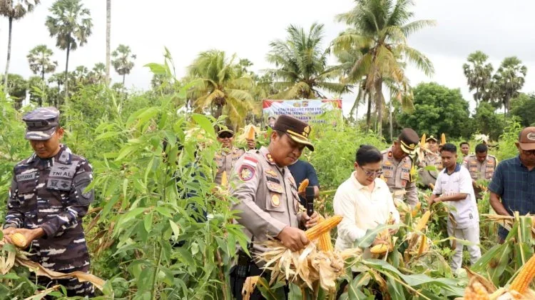 Panen Raya Balaoli, Langkah Nyata Dukung Ketahanan Pangan