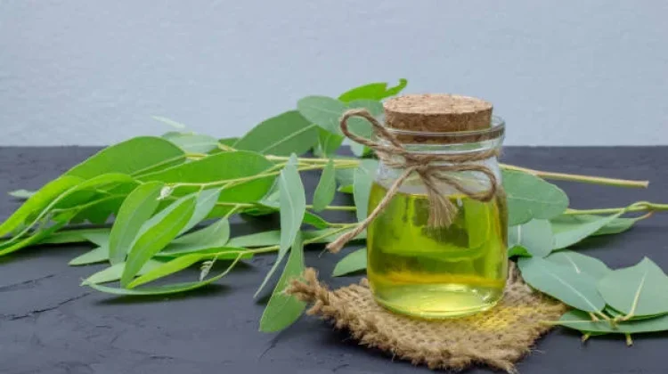Tips Memoleskan Minyak Kayu Putih yang Benar: Manfaat, Jenis Sakit, dan Cara Pengguna