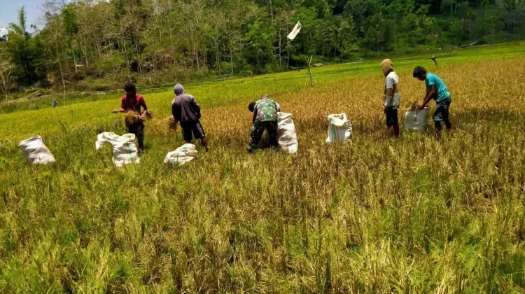 Babinsa Hadir Bantu Petani Percepat Panen Padi - RRI.co.id