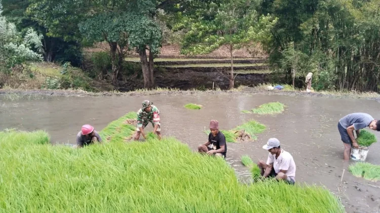 Babinsa Bersama Warga Gotong Royong Dukung Ketahanan Pangan