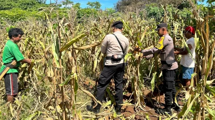 Bhabinkamtibmas Dampingi Warga, Panen Jagung di Desa Siomeda