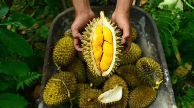Perlu dihindari Konsumsinya saat Diet,Berapa kalori Durian