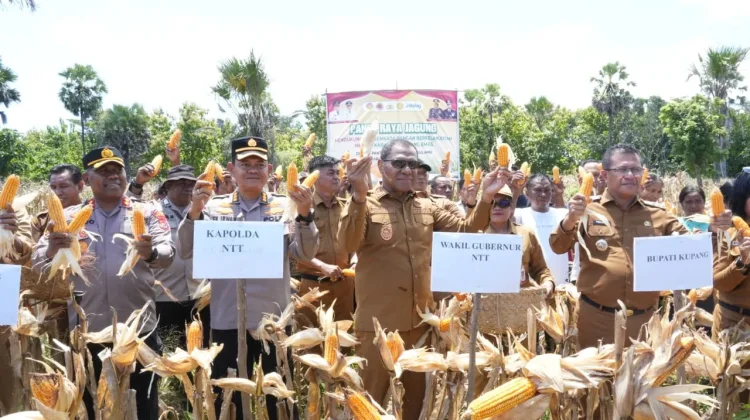 Panen Raya Jagung Perkuat Ketahanan Pangan NTT