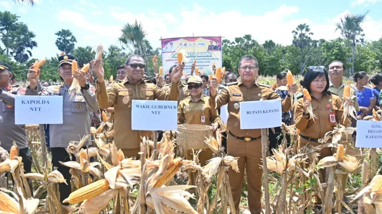 Panen Jagung 50 Ribu Ton Perkuat Ketahanan Pangan