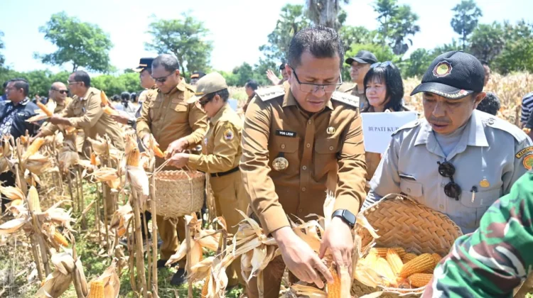 Bulog Diminta Serap Hasil Panen Jagung Petani Kupang