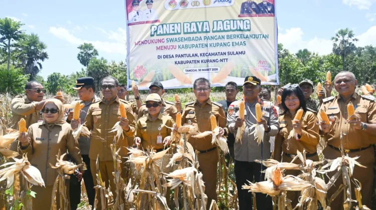 Produktivitas Jagung NTT Meningkat Dua Kali Lipat Tahun Ini