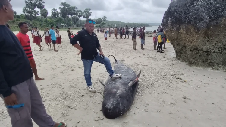 Isu Paus Terdampar Bukan Kutukan Laut