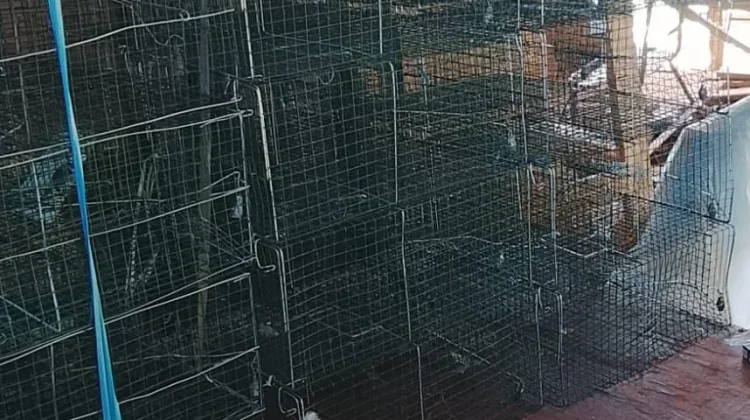 Cegah Leptospirosis GAMKI Sabu Raijua Bagikan 30 Perangkap Tikus