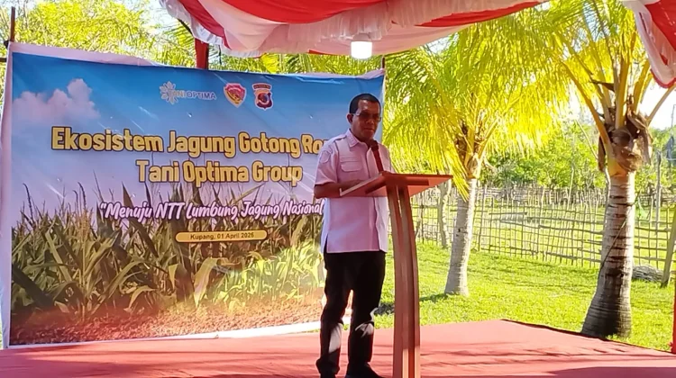 Panen Raya Jagung Naibonat Dorong NTT menuju Lumbung Nasional