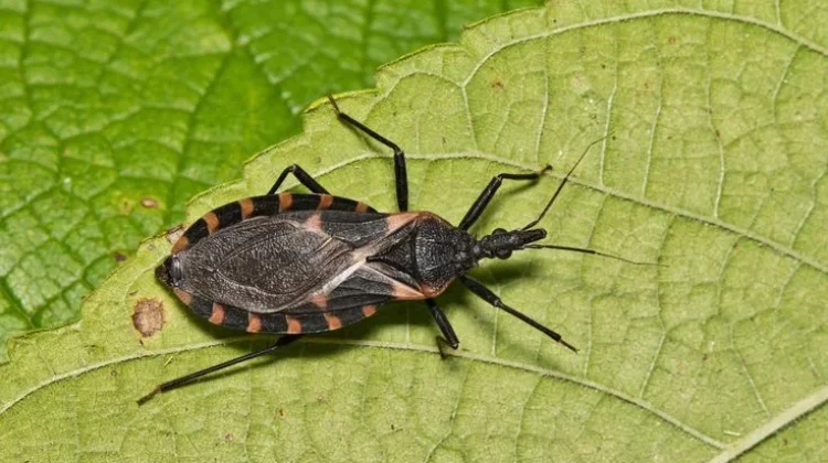 Ancaman Tersembunyi Penyakit Chagas di Iklim Tropis